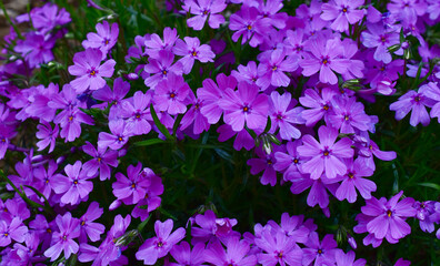 pink flowers
