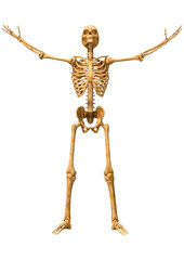 3D Rendering Human Skeleton on White