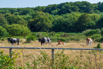 Hengistbury Head, Southbourne, UK - August 10th 2025: Cows in a field at the nature reserve.