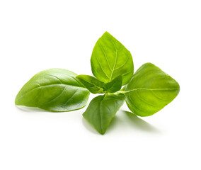 Green basil leaves on white background