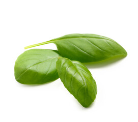 Green basil leaves on white background