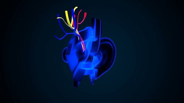 Human ear anatomy. 3d illustration