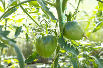 Unripe green tomatoes growing on plant in sunny garden. Close-up of tomato vine with leaves.