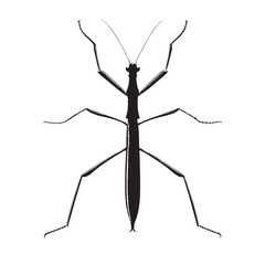 black stick insect Silhouette Vector, High Quality Illustration on White Background
