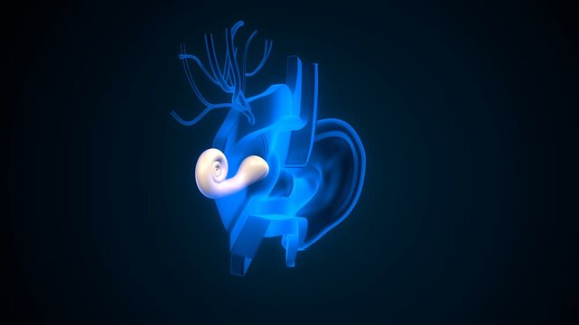 Human ear anatomy. 3d illustration