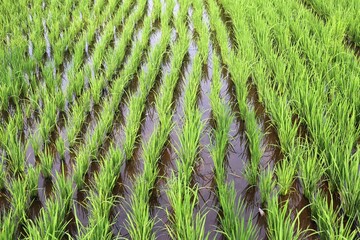 A close-up view of a lush green rice paddy field with young rice plants growing in rows, standing tall in shallow reflective water. The vibrant green leaves contrast beautifully with the clear water.