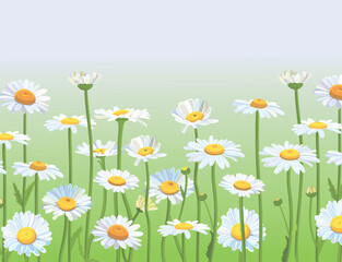  Daisies in the field. Realistic daisies. Chamomile flowers medicinal. Daisy flower background