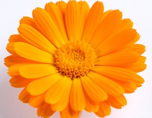 Sharp Detail Photography of Orange Marigold Blossom