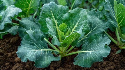 Naklejka premium Vibrant green cabbage plant with dew drops glistening on its healthy leaves in rich soil.