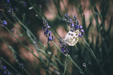 White butterfly perched on purple lavender in the wild