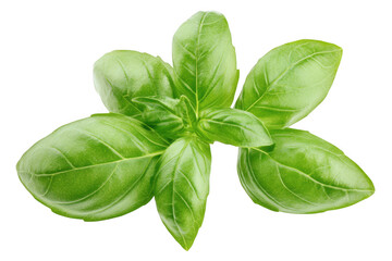 Obraz premium Fresh green basil leaves herb culinary ingredient aromatic flavoring food photography close up isolated on transparent background