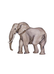 Obraz premium Elephant illustration