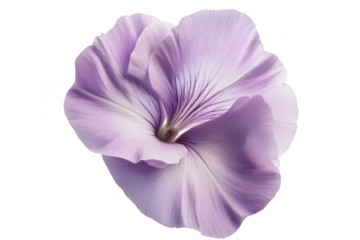 Beautiful lavender flower blossom petals floral design element springtime bloom nature artwork illustration isolated on transparent background