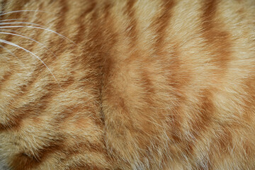 Orange cat fur background texture, white cat whiskers, beautiful pattern, close up photo, full frame, abstract.