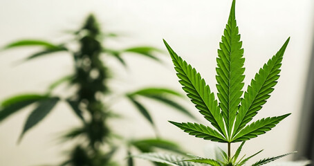 Naklejka premium Nature's Design: A vibrant cannabis leaf is shown in sharp focus, highlighting its intricate shape and texture against a soft, blurred background.