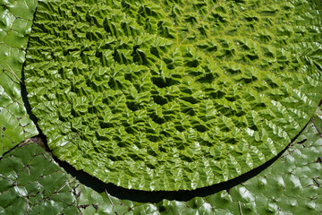 表面が凹凸なオニバスの葉