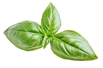 Obraz premium Fresh green basil leaves herb culinary ingredient food seasoning flavor aromatic cooking isolated on transparent background
