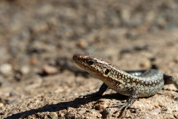Closeup shot of a lizard on a stone