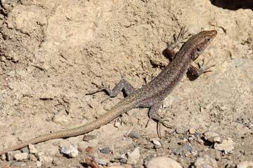 Closeup shot of a lizard on a stone