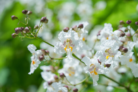 オーストリア_ハナキササゲ