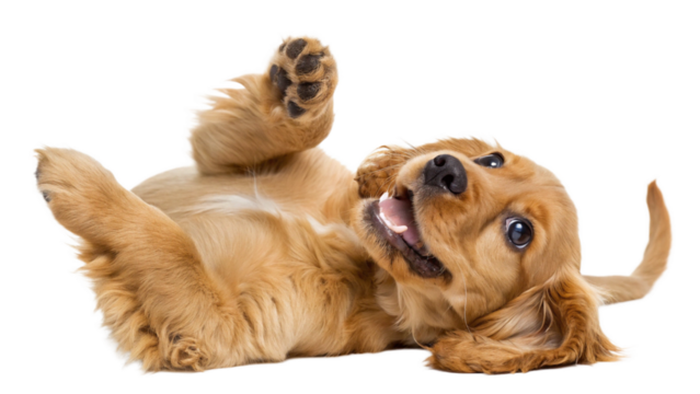 High-resolution studio photograph of a cute golden cocker spaniel puppy lying on its back, playful and happy expression with wide eyes and open mouth