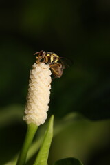 This image shows a hoverfly (Allograpta obliqua) perched on a white flower cluster. Adult...