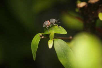 The weevil (Curculionidae) is an insect belonging to the subfamily Entiminae or genus Naupactus. Characterized by its elongated snout and curved antennae, it uses these structures to feed on leaves, 