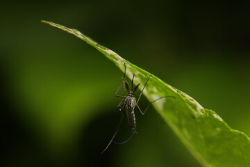 The mosquito  is an insect with ecological and medical significance. The species in this image is likely Aedes aegypti or Aedes albopictus, recognizable by their black-and-white body and leg patterns.