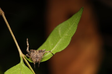 The orb-weaver spider is renowned for constructing circular orb-shaped webs used to efficiently trap prey. Common species include Araneus ventricosus, also known as the barn spider. 