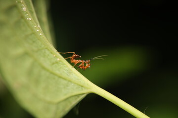 This image depicts a nymph clinging to a leaf stem while consuming captured prey, illustrating its...