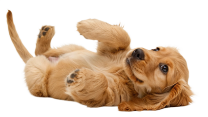 High-resolution studio photograph of a cute golden cocker spaniel puppy lying on its back, playful and happy expression with wide eyes and open mouth