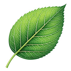 Obraz premium Detailed illustration of a vibrant green serrated leaf with prominent veins on a white background
