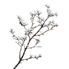 Obraz premium Snow Covered Frozen Tree Branch with Frost Isolation