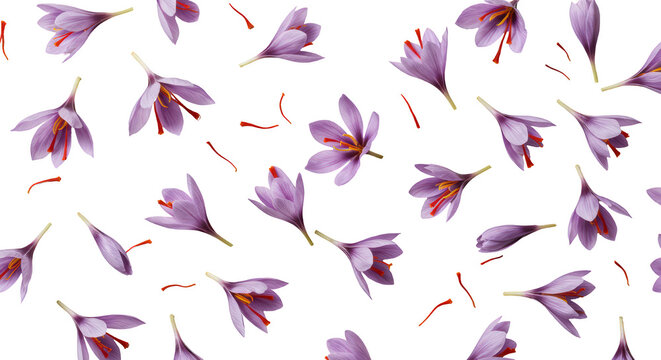 Beautiful Saffron Crocus Flower Composition With Copy Space

