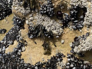 Golden sands and ocean waves at Cap Beddouza 13