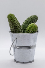 Fresh organic cucumbers, vibrant green and crisp