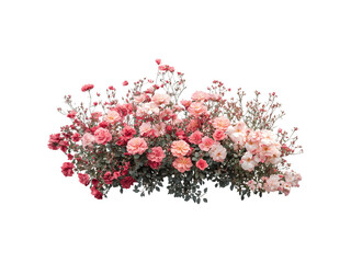 Colorful clusters of blooming flower bushes with vibrant petals and lush foliage