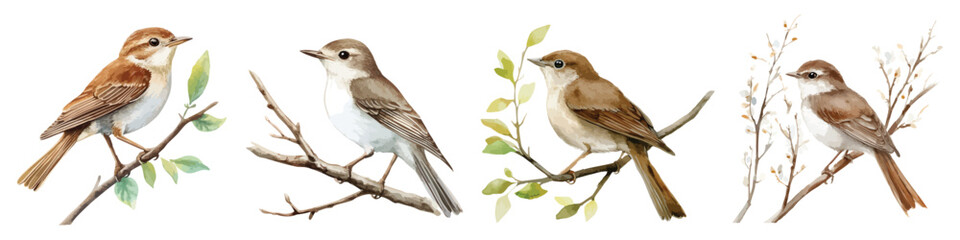 Set watercolor nightingale birds perched on tree branch leaves isolated on transparent background