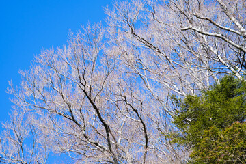 奈良県_玉置神社 © Morito Kanehara