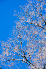 奈良県_玉置神社 © Morito Kanehara