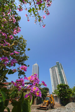 purple boganvilla flowers with buildings and city scape in a constrctions site with a bulldozer