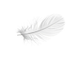 Delicate white feather isolated on transparent background with soft lighting and fine details