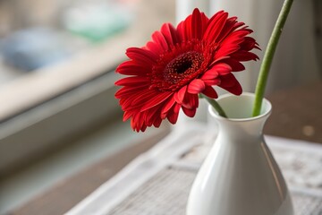 Vibrant Red Gerbera Daisy in a White Vase