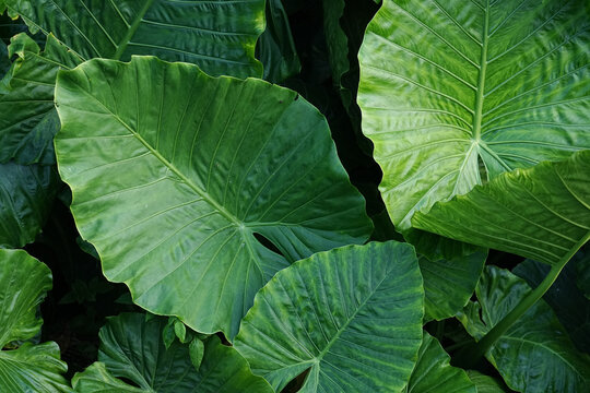 沖縄県_西表島_クワズイモ