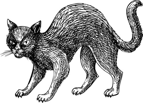 Angry black cat sketch. Witch animal drawing. Gothic style Halloween hand drawn vector illustration. NOT AI generated