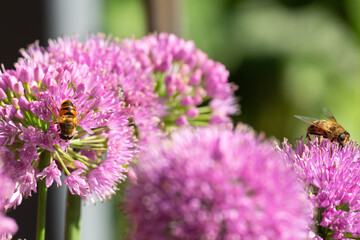 Two bees fulfilling their job on some lovely flowers
