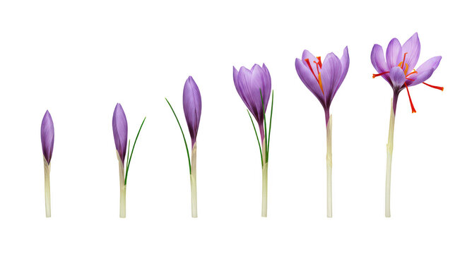 The Life Cycle Of A Saffron Crocus Flower

 - Powered by Adobe
