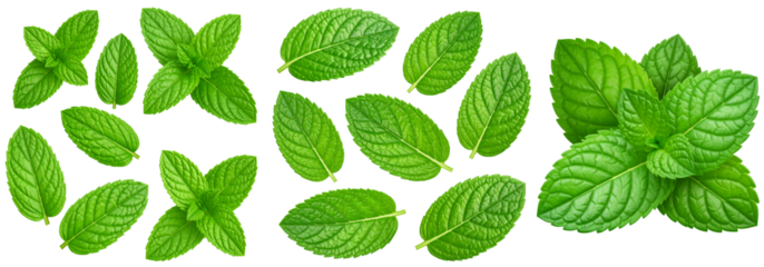 Mint leaves 3d realistic Illustration isolated on transparent background.