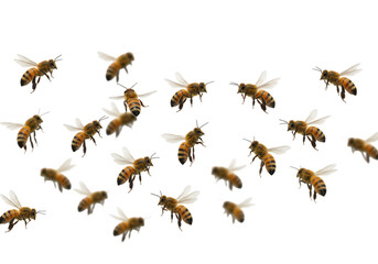A swarm of honey bees flying in formation, isolated on transparent background