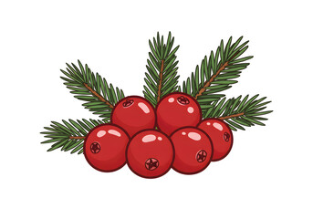 Vibrant cranberry and fir branch illustration on white background